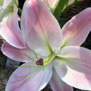 ヒメ日記 2025/10/04 09:07 投稿 里田 熟らぶ