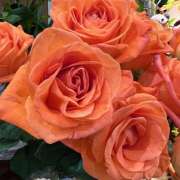 ヒメ日記 2025/11/03 12:06 投稿 里田 熟らぶ