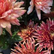 ヒメ日記 2025/11/09 08:42 投稿 里田 熟らぶ