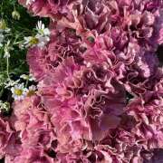 ヒメ日記 2025/11/22 09:08 投稿 里田 熟らぶ