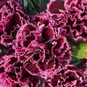 ヒメ日記 2025/11/23 09:12 投稿 里田 熟らぶ