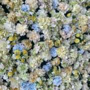 ヒメ日記 2025/12/13 09:00 投稿 里田 熟らぶ