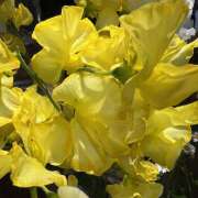 ヒメ日記 2026/01/24 09:42 投稿 里田 熟らぶ