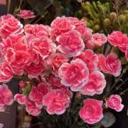 ヒメ日記 2026/01/25 08:40 投稿 里田 熟らぶ