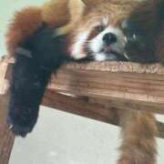 ヒメ日記 2025/04/01 10:06 投稿 しほ BLACK LABEL R's