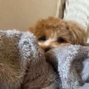 ヒメ日記 2025/12/02 13:12 投稿 りの 大阪回春性感エステティーク谷九店