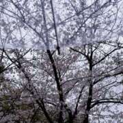 ヒメ日記 2025/03/30 08:31 投稿 かなた 激安ドットコム