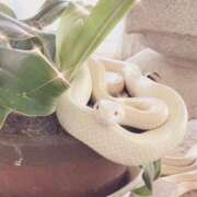 ヒメ日記 2025/01/07 13:49 投稿 諸星つきみ 熟女デリヘル倶楽部