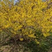 ヒメ日記 2025/03/28 10:31 投稿 諸星つきみ 熟女デリヘル倶楽部