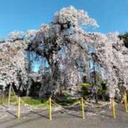 ヒメ日記 2025/04/09 08:40 投稿 諸星つきみ 熟女デリヘル倶楽部
