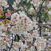 ヒメ日記 2025/04/03 09:32 投稿 東山けいこ 熟女デリヘル倶楽部