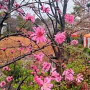 ヒメ日記 2025/04/18 09:36 投稿 東山けいこ 熟女デリヘル倶楽部