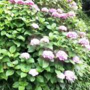 ヒメ日記 2025/06/12 10:02 投稿 東山けいこ 熟女デリヘル倶楽部