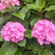 ヒメ日記 2025/06/18 09:00 投稿 東山けいこ 熟女デリヘル倶楽部