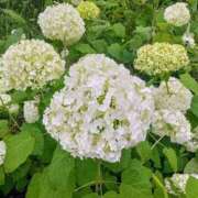 ヒメ日記 2025/06/21 09:29 投稿 東山けいこ 熟女デリヘル倶楽部