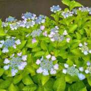 ヒメ日記 2025/06/26 09:26 投稿 東山けいこ 熟女デリヘル倶楽部