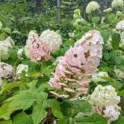 ヒメ日記 2025/07/02 10:06 投稿 東山けいこ 熟女デリヘル倶楽部