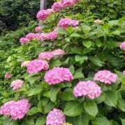 ヒメ日記 2025/07/19 09:39 投稿 東山けいこ 熟女デリヘル倶楽部