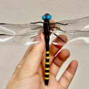 ヒメ日記 2025/08/02 16:59 投稿 なぎさ 鹿児島ちゃんこ霧島店