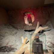 ヒメ日記 2024/12/30 16:03 投稿 ひめ シークレットサービス