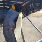 ヒメ日記 2026/03/03 16:03 投稿 ひめ シークレットサービス