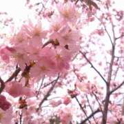 ヒメ日記 2025/04/29 19:48 投稿 和久井　なな リラクゼーションサロン　le Cocon～ルココン～