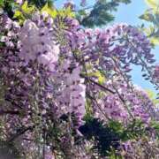 ヒメ日記 2025/05/27 18:42 投稿 和久井　なな リラクゼーションサロン　le Cocon～ルココン～