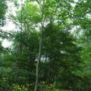 ヒメ日記 2025/08/09 15:09 投稿 和久井　なな リラクゼーションサロン　le Cocon～ルココン～