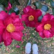 ヒメ日記 2025/01/24 09:55 投稿 あやか 奥鉄オクテツ奈良