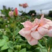 ヒメ日記 2025/10/24 14:13 投稿 あやか 奥鉄オクテツ奈良