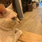 ヒメ日記 2026/03/03 20:46 投稿 あやか 奥鉄オクテツ奈良