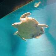 ヒメ日記 2025/09/22 22:57 投稿 村上　ゆい プルプル人妻専門店