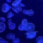 ヒメ日記 2026/03/21 11:24 投稿 波多野カノン 癒したくて成田店～日本人アロマ性感～