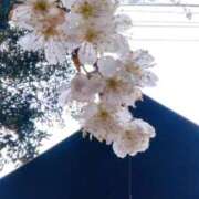 ヒメ日記 2026/03/27 12:52 投稿 ななせ 北九州人妻倶楽部（三十路、四十路、五十路）