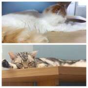 ヒメ日記 2025/03/21 22:45 投稿 ももか SWITCH（スイッチ）池袋店