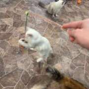 ヒメ日記 2025/10/07 21:37 投稿 ももか SWITCH（スイッチ）池袋店