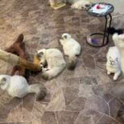 ヒメ日記 2025/10/15 14:57 投稿 ももか SWITCH（スイッチ）池袋店