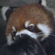 ヒメ日記 2025/11/16 22:23 投稿 みな ラブコレ