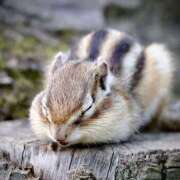 ヒメ日記 2025/11/18 00:22 投稿 みな ラブコレ