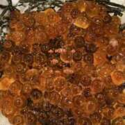 ヒメ日記 2025/11/18 15:03 投稿 みな ラブコレ