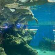 ヒメ日記 2025/07/14 13:37 投稿 そる 名古屋ちゃんこ