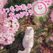 ヒメ日記 2025/04/13 14:29 投稿 水沢　琴音 イラマチーオ新宿店