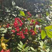 ヒメ日記 2025/12/17 23:19 投稿 水沢　琴音 イラマチーオ新宿店