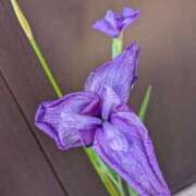 ヒメ日記 2025/05/06 07:30 投稿 篠崎 結菜 30代40代50代と遊ぶなら博多人妻専科24時