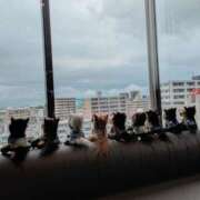 ヒメ日記 2026/01/24 11:39 投稿 篠崎 結菜 30代40代50代と遊ぶなら博多人妻専科24時