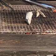 ヒメ日記 2025/08/27 18:11 投稿 すず ラブコレ