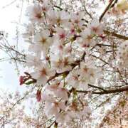 ヒメ日記 2025/04/08 20:41 投稿 香蓮(かれん) グランドオペラ福岡