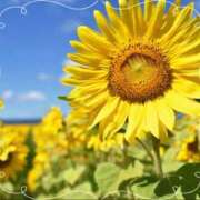 ヒメ日記 2025/05/11 11:30 投稿 ひまり モアグループ神栖人妻花壇