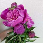 ヒメ日記 2025/05/29 01:59 投稿 ひまり モアグループ神栖人妻花壇