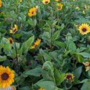 ヒメ日記 2025/07/25 05:46 投稿 ひまり モアグループ神栖人妻花壇